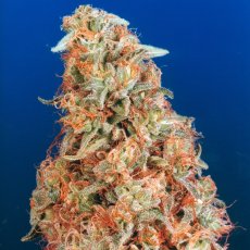 Power Plant - feminized seeds 10 pcs Dutch Passion