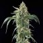 White Widow - 10 feminized Dinaf seeds