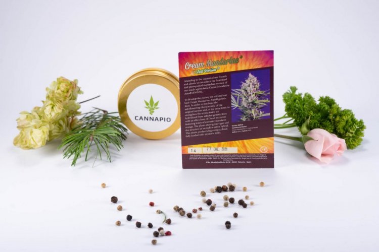 Cream Mandarine Fast Version - feminizovaná semínka 5 ks Sweet Seeds
