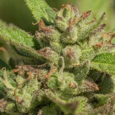 Mendo Breath Feminizovaná Semínka - 1