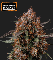 Seedstockers Permanent Marker Feminized Seeds, 3 pcs