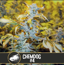 Blimburn Seeds Chemdog #4 nasiona feminizowane, 6 szt.