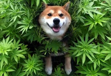 Hanf und CBD. Ist es sicher für Haustiere - Katzen, Hunde oder andere Tiere?