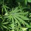 Technical hemp (cannabis sativa) - 20 seeds