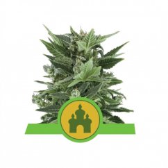 Royal Kush Automatic - autoflowering seeds 10pcs, Royal Queen Seeds