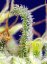 Green Poison CBD - feminizované semena marihuany 3 ks Sweet Seeds