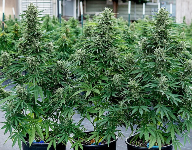 Cosmos F1 - CBD marijuana seeds 3pcs, Royal Queen Seeds