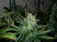 Magic Bud 3 ks, feminizované semená Paradise Seeds