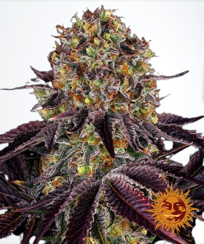 Runtz X Layer Cake - feminized seeds 5 pcs Barney´s Farm