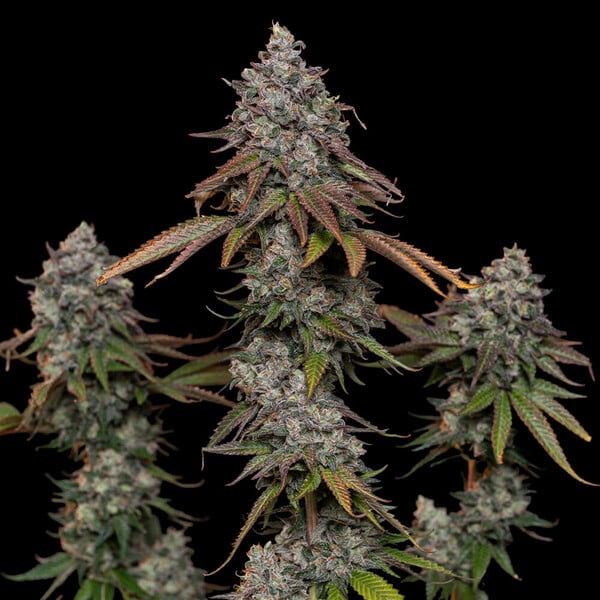 Kush Classic - feminisierte Samen 5 Stück Cannapio