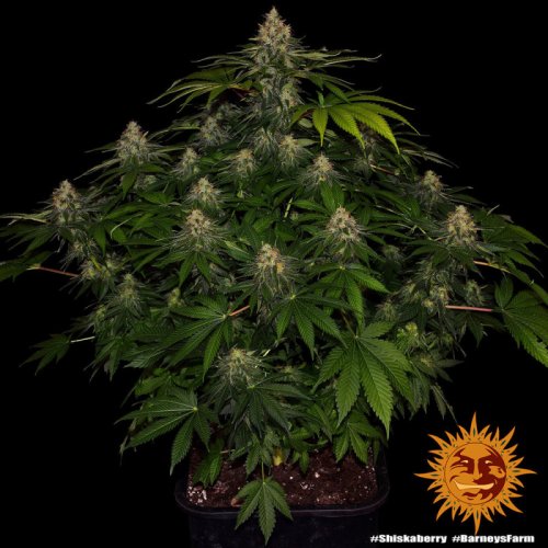 Shiskaberry - feminized marijuana seeds 10 pcs Barney´s Farm