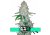 Glue Auto (antes gorilla glue auto) - Fast Buds 3pcs