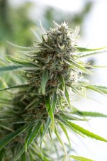 Critical Mass CBD - feminizované semienka 3ks Dinafem