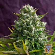 Cream 47 - феминизирани семена 10 бр.
