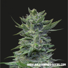 Kalashnikov Seeds Lavanda Cream nasiona feminizowane