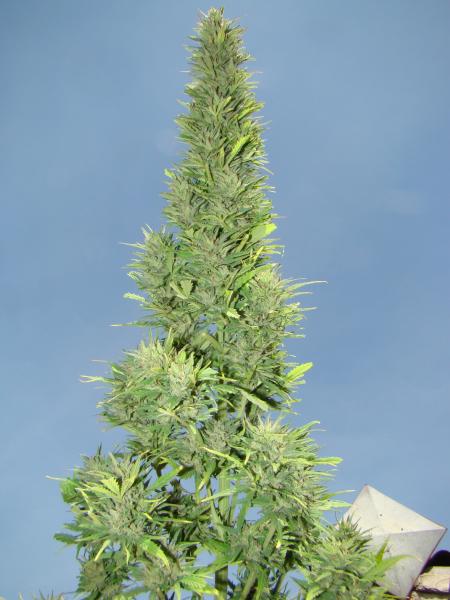 AutoDurban Poison®- autoflowering semienka 3ks Dutch Passion