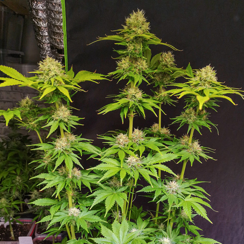 Super Mad Sky Floater - feminized seeds 8 pcs, Super Sativa Seed Club
