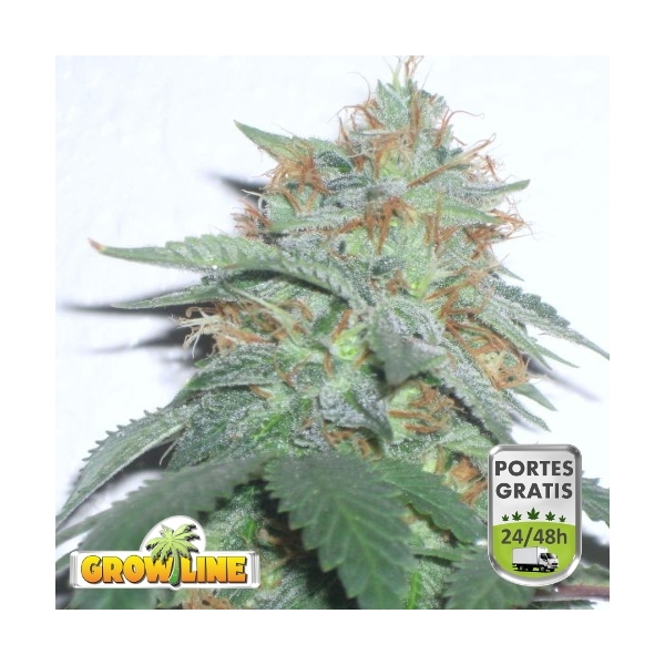 Bubble Kush - feminizované semená 10 ks Royal Queen Seeds