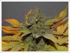 Green Poison Fast Version - feminizovaná semena 10ks Sweet Seeds