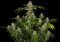 Black Domina - eine Sorte mit der Kraft von vier Indica-Herzen