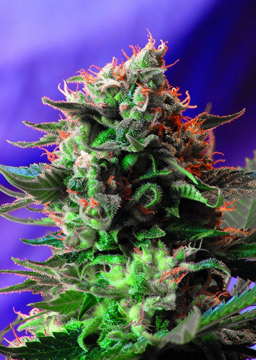 Jack 47 - semințe feminizate 3 buc Sweet Seeds