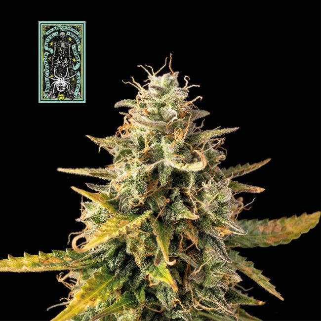 White Widow - autoflowering gefeminiseerde cannabis zaden 10 stuks, Seedsman