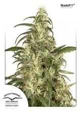 Skunk 11 - Feminizowane 5ks Dutch Passion Seeds