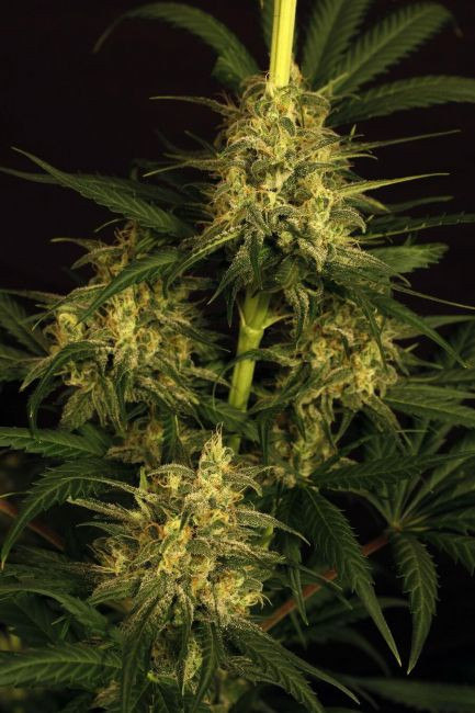 Spicy Bitch - feminizirane sjemenke marihuane, 3 kom Exotic Seed