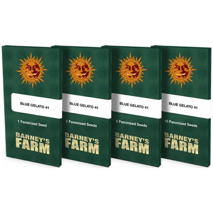 Blue Gelato 41- feminized seeds 5 pcs Barney's Farm