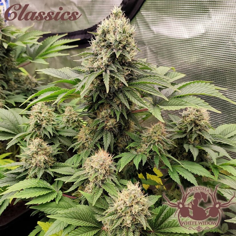 Buddha White Widow, 3 ks, Buddha Seeds