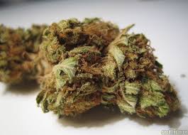 Sour Diesel - feminisierte Samen 10 Stück Royal Queen Seeds