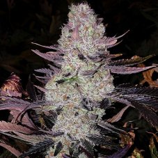 Ethos Genetics Grape Diamonds R2 – konopná semena