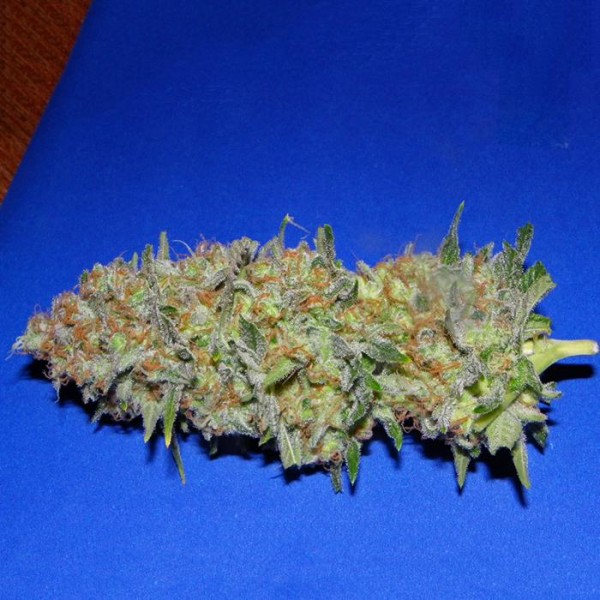 Green Poison Fast Version - feminizované semienka 10ks Sweet Seeds