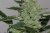 Alaskan Purple - semințe de cannabis feminizate 10 buc, Seedsman