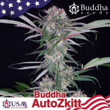 Buddha Auto Zkitt, 3 ks, Buddha Seeds