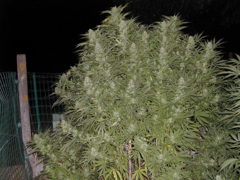 Early Skunk - 10 semillas feminizadas Sensi Seeds