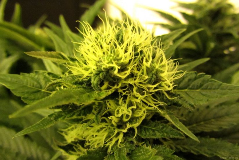 White Berry  - 5 ks feminizovaná semínka Paradise Seeds