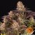 Mimosa X Orange Punch - feminizirane sjemenke 3 kom Barney&#39;s Farm