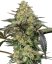 Grapevine Candy - feminizovaná semena, 3 ks, Sensi Seeds