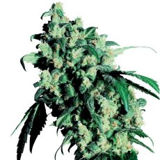 Super Skunk - 5 szt. Nasiona feminizowane Sensi Seeds
