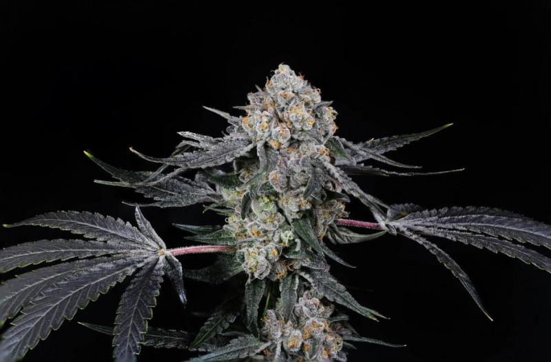 Paradise Seeds x Compound Genetics High Society - feminizovaná semena 5 ks