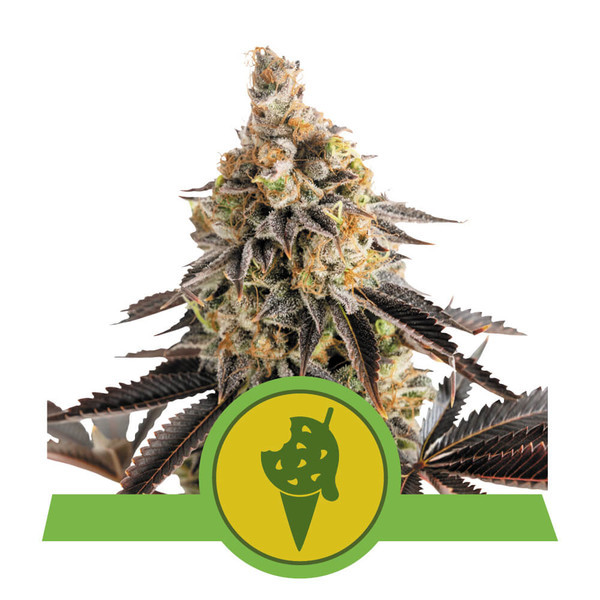 Бисквитки Gelato Automatic - самоцъфтящи семена 5 бр Royal Queen Seeds