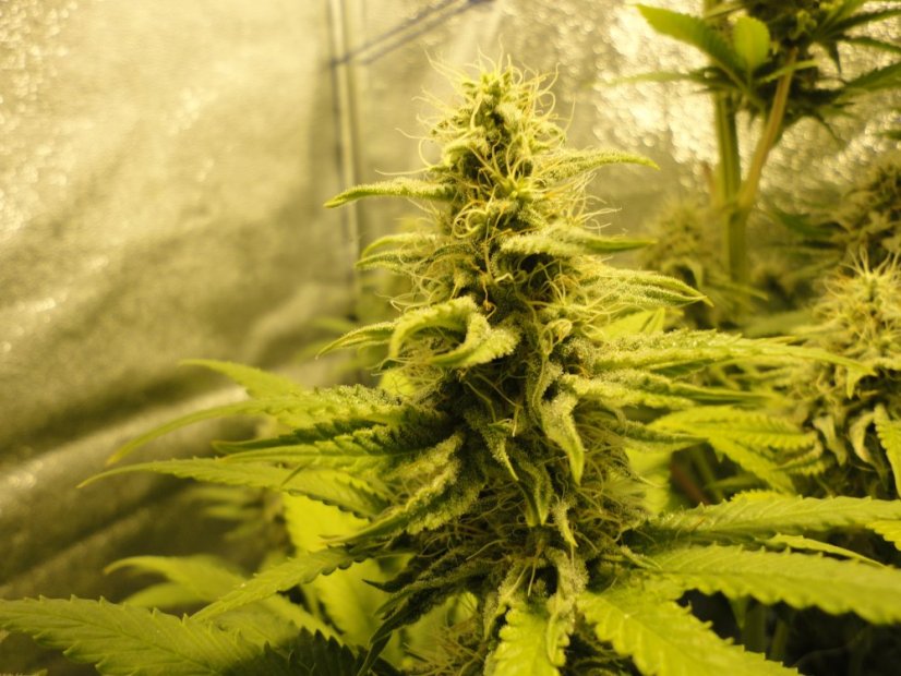 White Widow - feminisierte Samen 3 Stück Dutch Passion