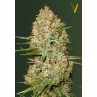Victory Seeds Amnesium Auto feminizovaná semena