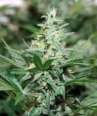 Red Dragon – feminizovaná semínka 10 ks Barney Farms