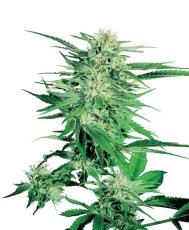 Big Bud - Nasiona 10 sztuk standardowych nasion Sensi Seeds