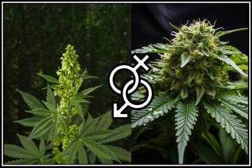 ERKENNUNG DES GESCHLECHTS VON CANNABIS: WIE KANN MAN MÄNNLICHE UND WEIBLICHE PFLANZEN IDENTIFIZIEREN?