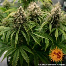 LSD AUTO - self-flowering seeds 5 pcs Barney's Farm
