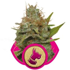 Kali Dog - nasiona feminizowane 5ks Royal Queen Seeds
