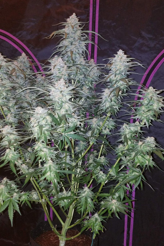 Pineapple Express Auto - automatycznie kwitnące nasiona marihuany 3 szt Fast Buds